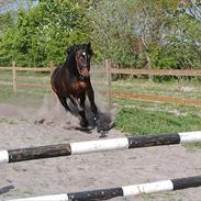 Anden særlig race Caballo