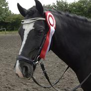 Welsh Pony (sec B) Barnhoeve´s Alex