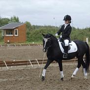 Welsh Pony (sec B) Barnhoeve´s Alex