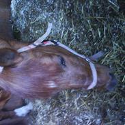 Anden særlig race Zenic<3Rideskolehest<3