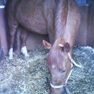 Anden særlig race Zenic<3Rideskolehest<3