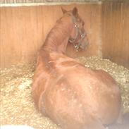 Anden særlig race Zenic<3Rideskolehest<3