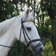 Anden særlig race Elvis Vibjerg