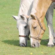 Anden særlig race Elvis Vibjerg