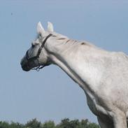 Anden særlig race Elvis Vibjerg