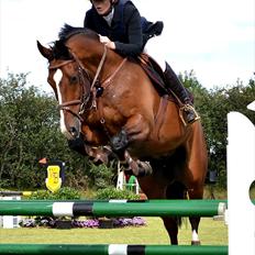 Hollandsk Varmblod Panchow