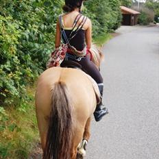 Anden særlig race Buller