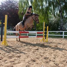 Anden særlig race Buller