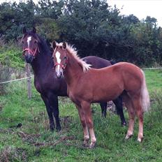 New Forest Søndermarkens Rolf