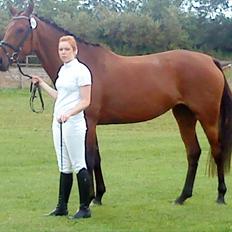 Dansk Varmblod Kielsgaardens Liva 