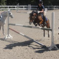 Anden særlig race lucas