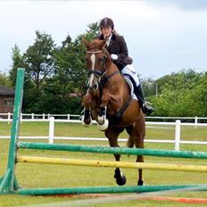 Dansk Varmblod Elbækgårds Lexa