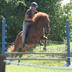 Islænder Embla fra Grønvang
