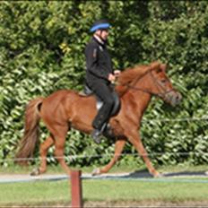 Islænder Embla fra Grønvang