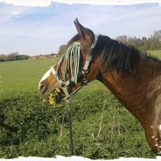 Anden særlig race Lazal << SOLGT >>