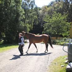 Anden særlig race Lazal << SOLGT >>