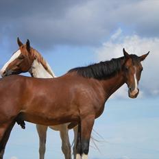 Anden særlig race Lazal << SOLGT >>