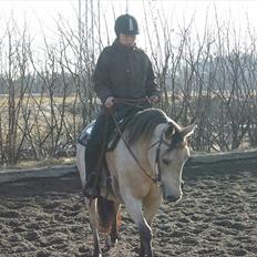 Anden særlig race Cee Bee Gipsy R.I.P