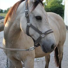 Anden særlig race Cee Bee Gipsy R.I.P