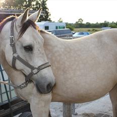 Anden særlig race Cee Bee Gipsy R.I.P