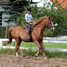 Dansk Varmblod POSEIDON