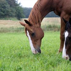 Dansk Varmblod POSEIDON