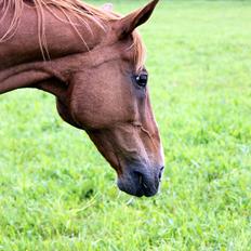Dansk Varmblod POSEIDON
