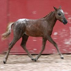 Amerikansk Miniature - WM Walkers Prima Paloosa
