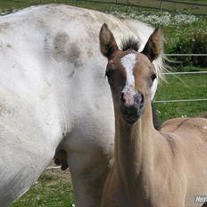 Appaloosa Kachina Cloud
