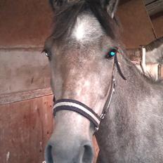 Anden særlig race Basim Bum Bum Solgt :'(