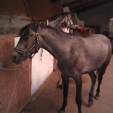 Anden særlig race Basim Bum Bum Solgt :'(