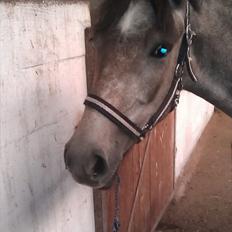 Anden særlig race Basim Bum Bum Solgt :'(