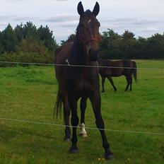 Oldenborg Damien  "sendt tilbage" 