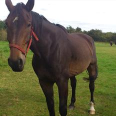 Oldenborg Damien  "sendt tilbage" 