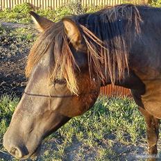 Anden særlig race Walentin