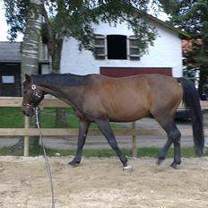 Dansk Varmblod Jutlandias Balou