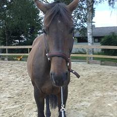 Dansk Varmblod Jutlandias Balou