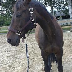 Dansk Varmblod Jutlandias Balou