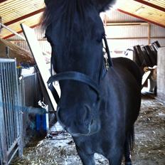 Islænder Æsa *gamle part*