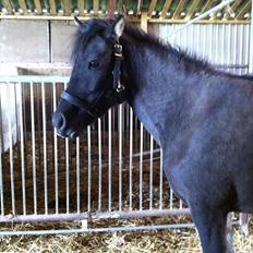 Islænder Æsa *gamle part*