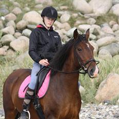 Knabstrupper Rughavens Fanny