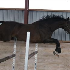 Anden særlig race Mr. Hot Chokolate Fudge