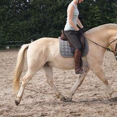 Fjordhest Ricko Fjordvang