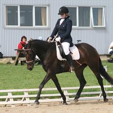 Dansk Varmblod Svanholms Caia