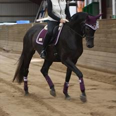 Holstener Bjerglunds Cassiane