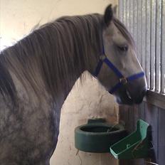 Fell pony Lundesdale Paddy