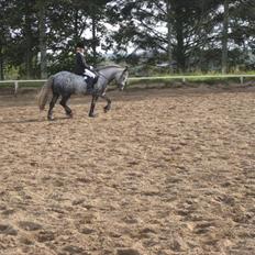 Fell pony Lundesdale Paddy