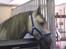 Fell pony Lundesdale Paddy