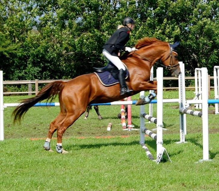 Oldenborg Kubriano langmose - Fede hest! 28/8 - 11 - Holbæk mesterskab - Taget af Sarah Koefoed billede 15