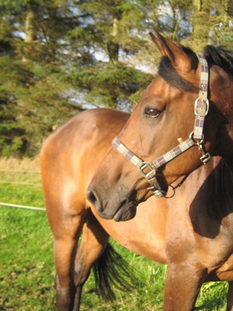 Dansk Varmblod Gustav Rau <3 billede 1